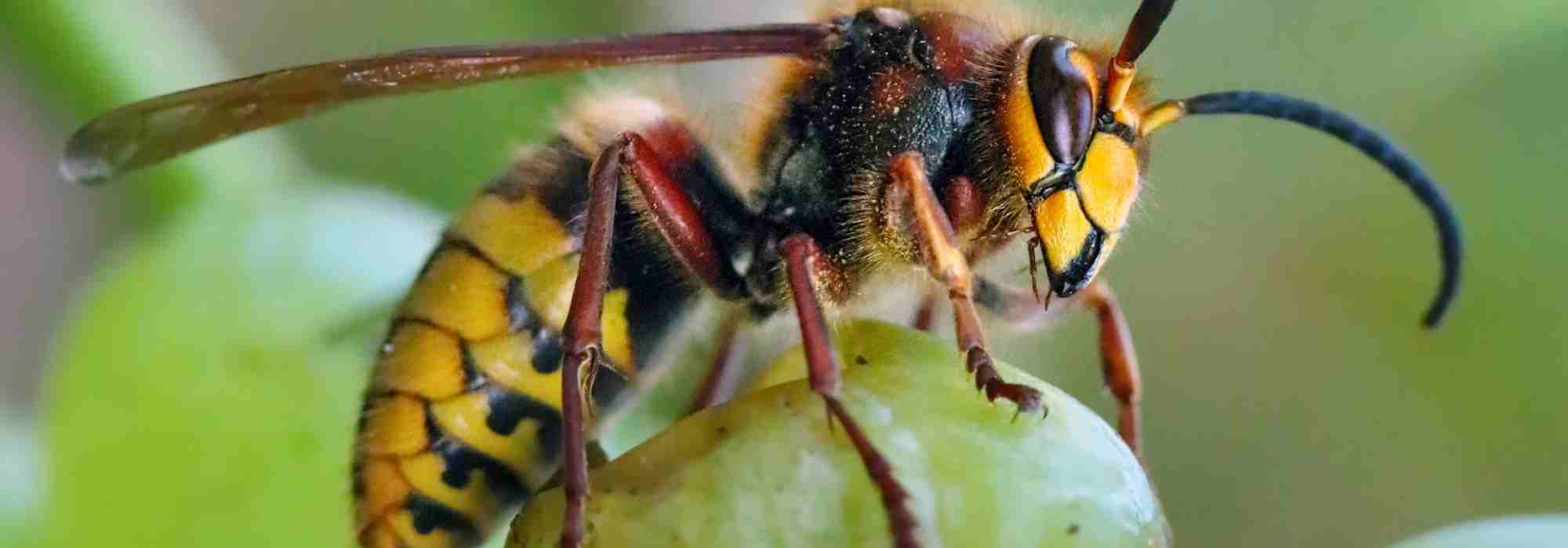 Comment protéger ses récoltes de fruits des frelons ?