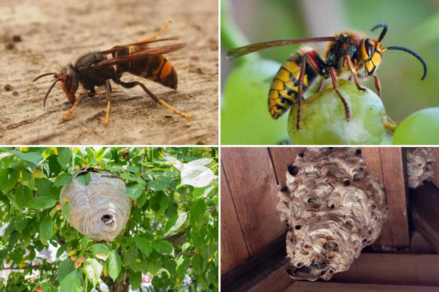 frelons et leurs nids