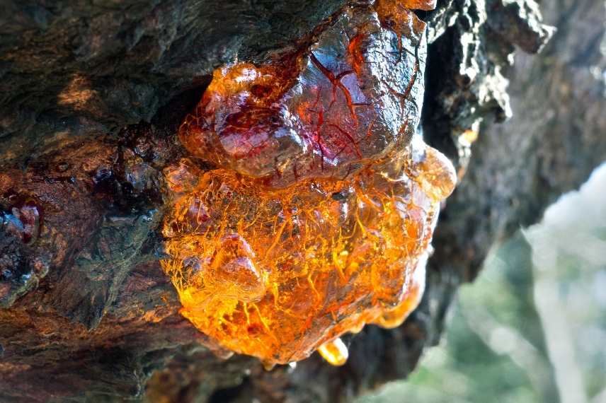 kumquat maladie gommose