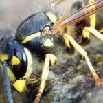 Comment limiter les guêpes au jardin sans nuire à la biodiversité ?
