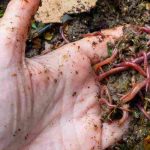 Les insectes du compost : ceux qu'il faut accueillir, ceux qu'il faut limiter