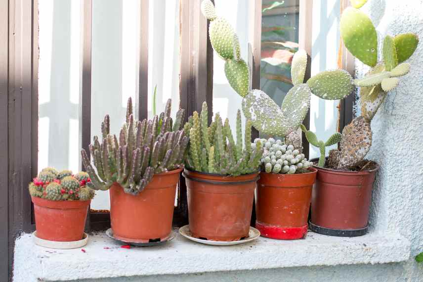 container garden idees amenagement