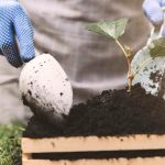 Faire un potager avec les enfants pour créer du lien et apprendre en s’amusant !