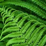 Feuillages : zoom sur les formes de feuilles les plus fréquentes