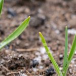 Saints de Glace : ce qu’on peut planter avant, ce qu'il faut planter après