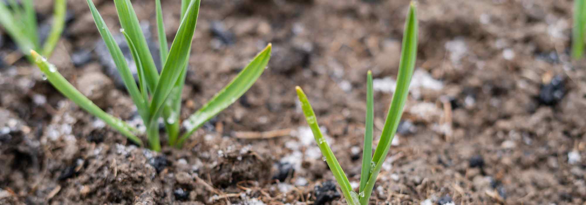 Saints de Glace : ce qu’on peut planter avant, ce qu'il faut planter après