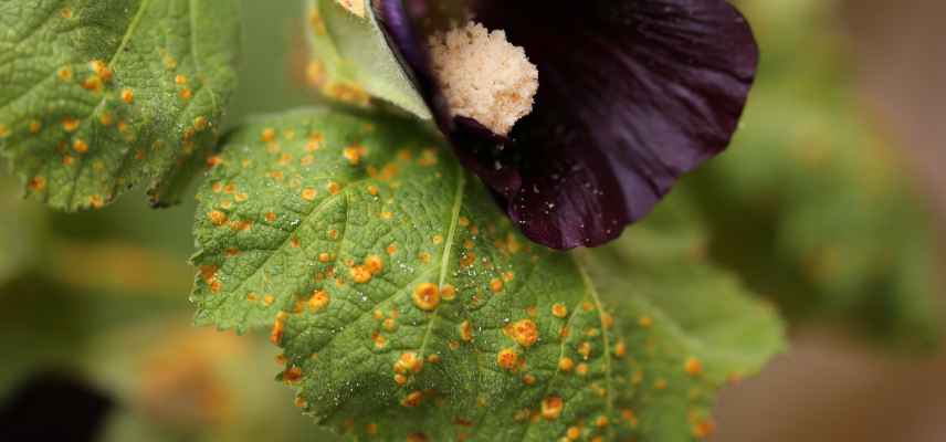 de quelle maladie souffre ma plante