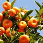 Les maladies et les parasites les plus courants du mandarinier