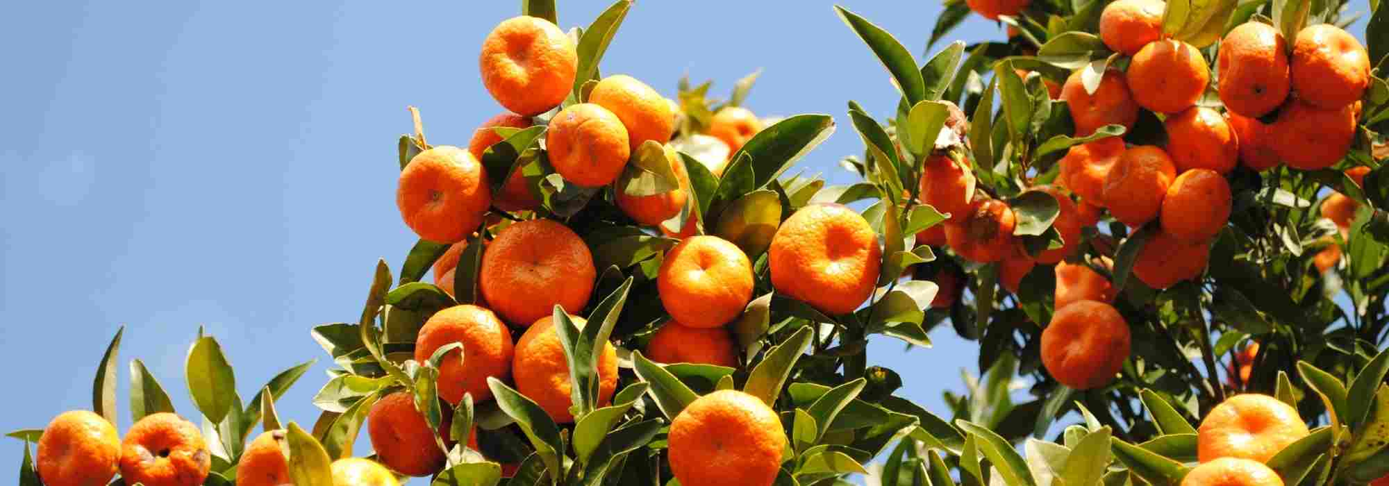 Les maladies et les parasites les plus courants du mandarinier