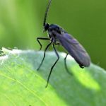 Mouches du terreau dans les pots : comment éviter efficacement leur prolifération ?