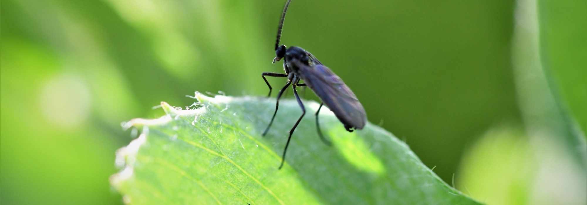Mouches de terreau : éliminez-les grâce aux nématodes !