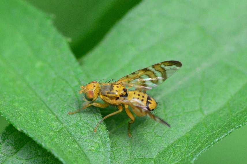 mouche méditerranéenne des fruits traitement