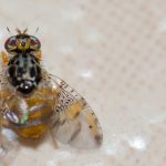 Comment lutter contre la mouche méditerranéenne des fruits ?