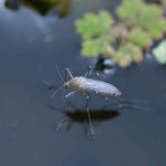 Comment lutter naturellement contre les moustiques dans un bassin ?