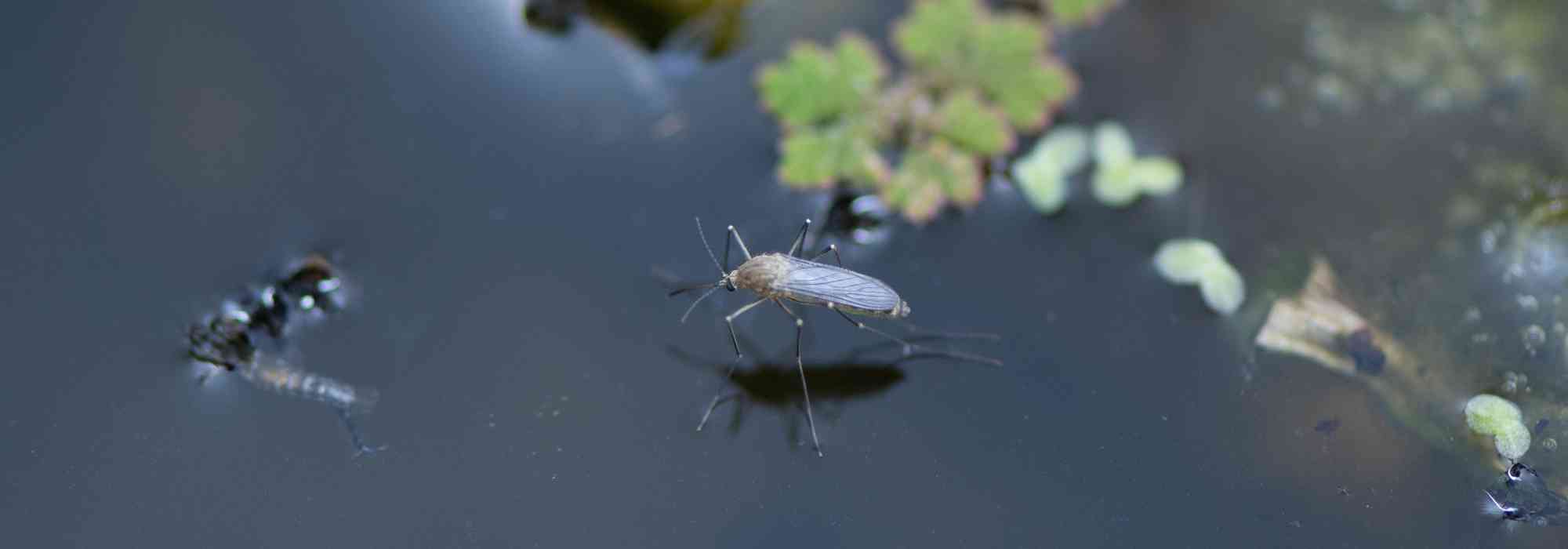 Comment lutter naturellement contre les moustiques dans un bassin ?