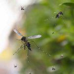 Prolifération des moustiques : attention à ces erreurs d’arrosage courantes !