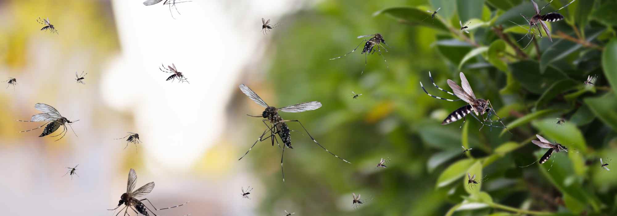 Prolifération des moustiques : attention à ces erreurs d’arrosage courantes !