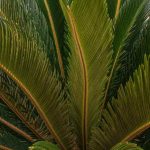 Cycas : comment séparer et replanter les nouvelles pousses ?