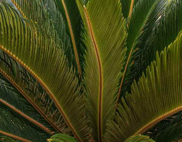 Cycas : comment séparer et replanter les nouvelles pousses ?