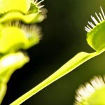 Que mangent réellement les plantes carnivores ?