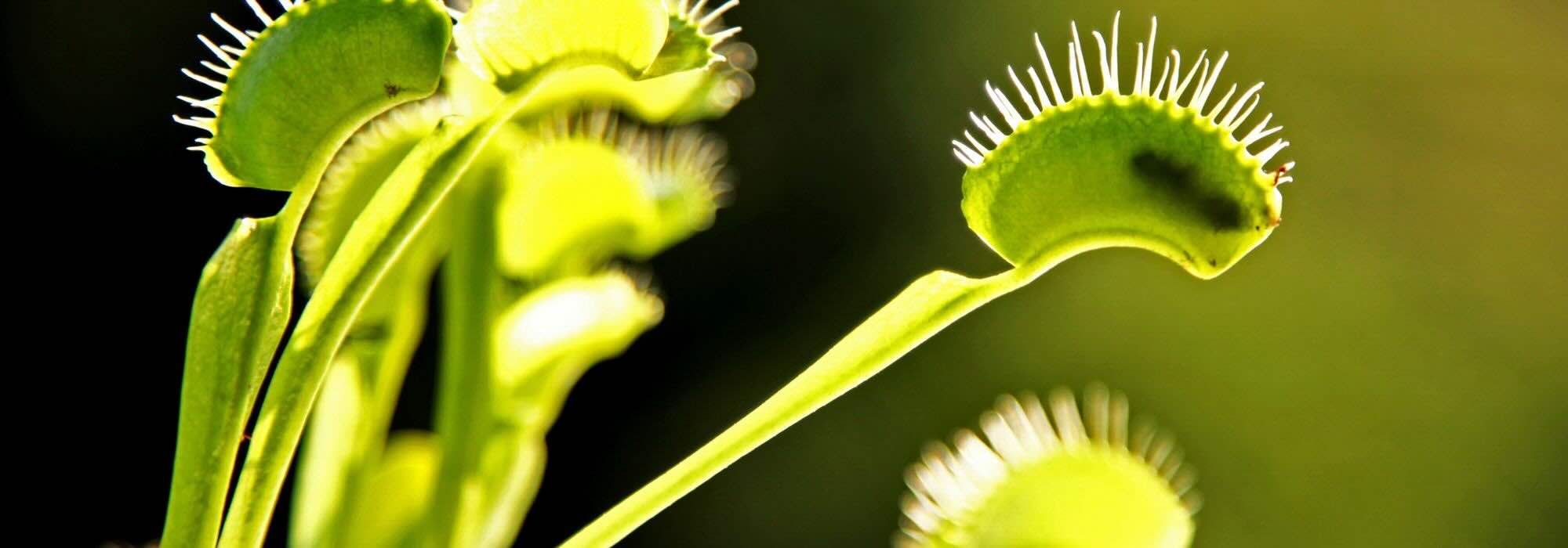 Que mangent réellement les plantes carnivores ?