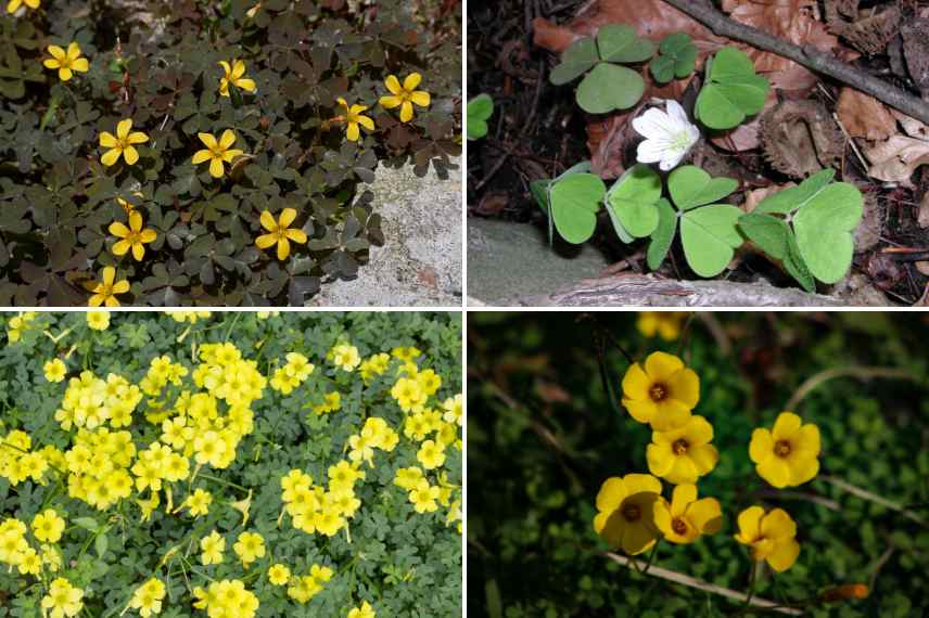 especes d oxalis