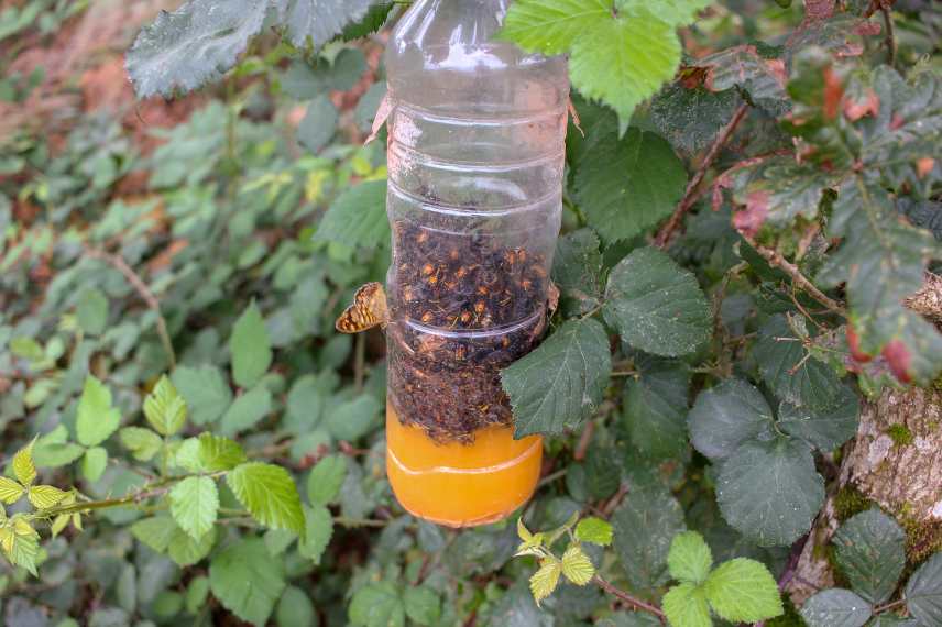 frelons : protection contre les fruits