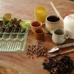 Comment rempoter les mini-plantes d’intérieur sans se tromper ?