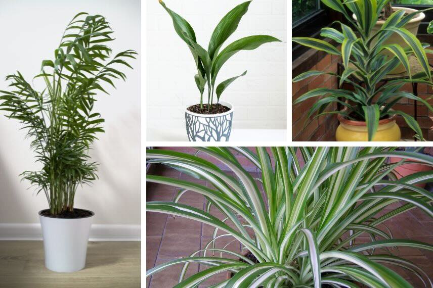 quelques plantes d'intérieur très robustes