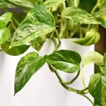 Les plantes d’intérieur increvables : 7 valeurs sûres pour un intérieur verdoyant sans prise de tête