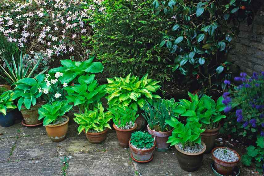 jardin de pots conseils amenagement