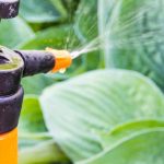 Jardinage débutant : Traiter et prévenir les maladies des plantes du jardin