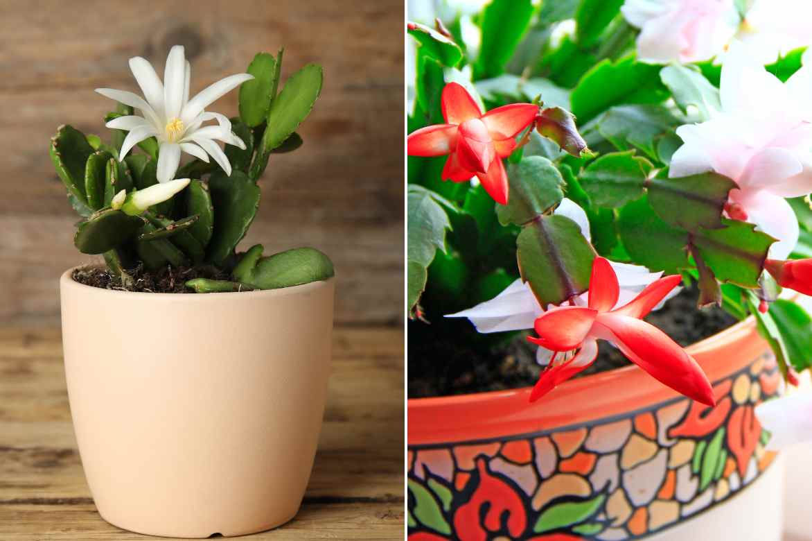 taille de pot pour cactus de noel