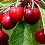 Les cerisiers nains, parfaits pour les balcons, terrasses et petits espaces