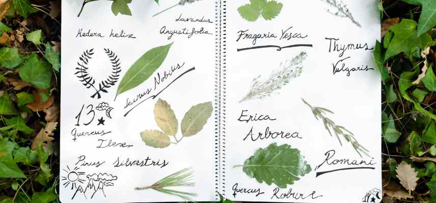 differentes formes de feuilles