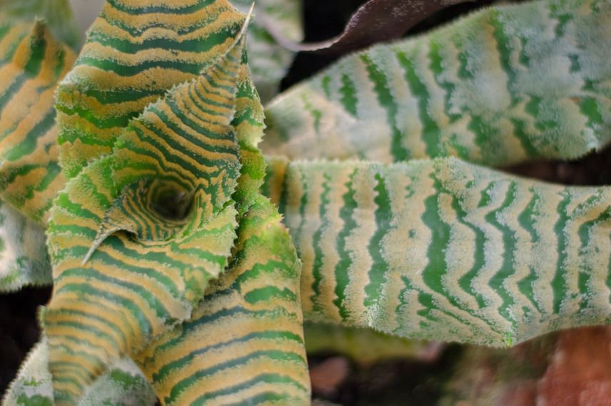 rosette de bromeliacée Cryptanthus