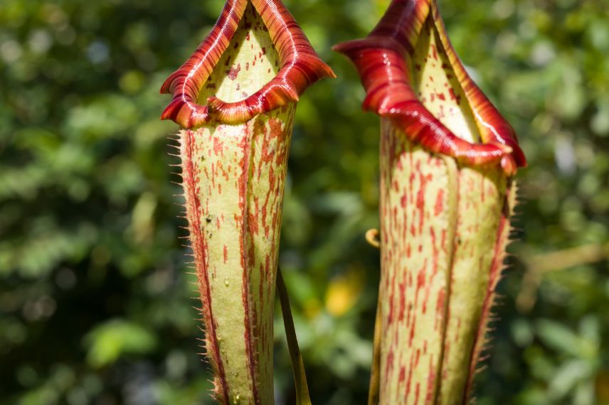 plante carnivore Sarracenia