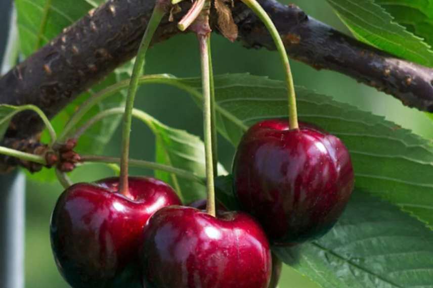 cerisiers autofertiles