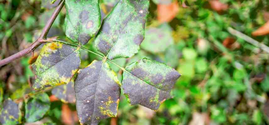 maladie rosier reconnaitre traiter