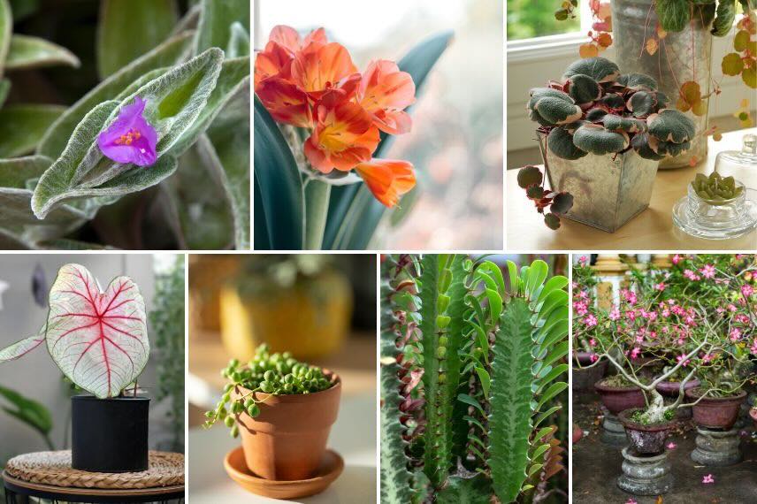 plantes d'intérieur pour veranda chauffée