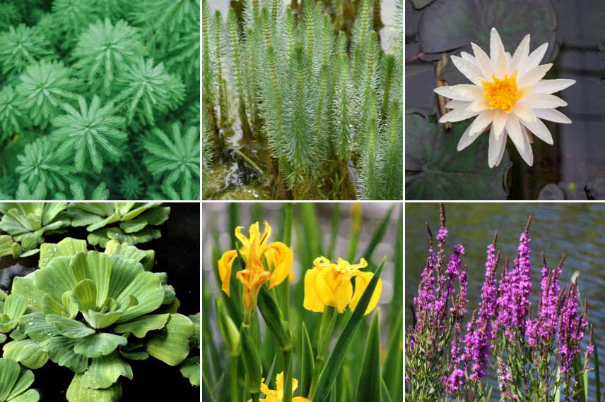 Choix de plantes pour vegetaliser un bassin accueillant pour la faune sauvage