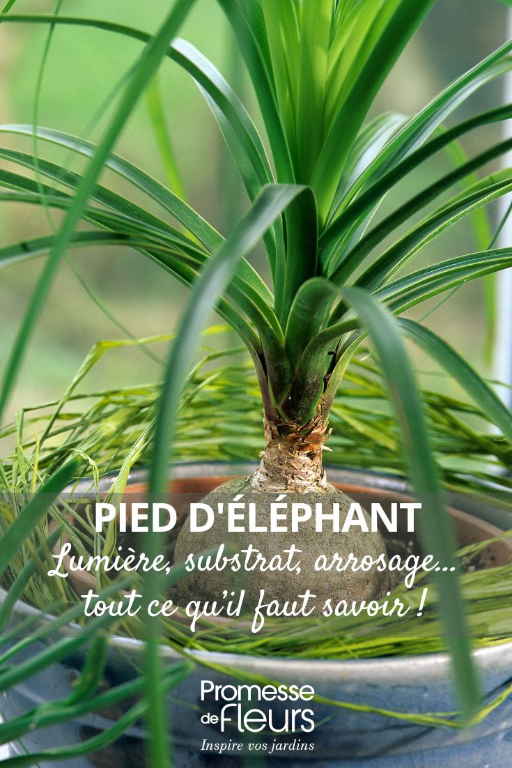 entretenir le Beaucarnea