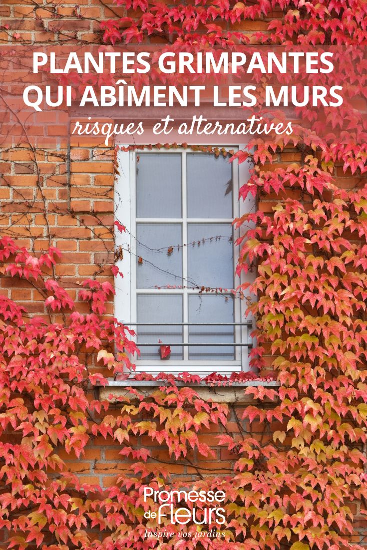 vigne vierge grimpante