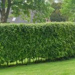 Charme - charmille : quand et comment tailler ?