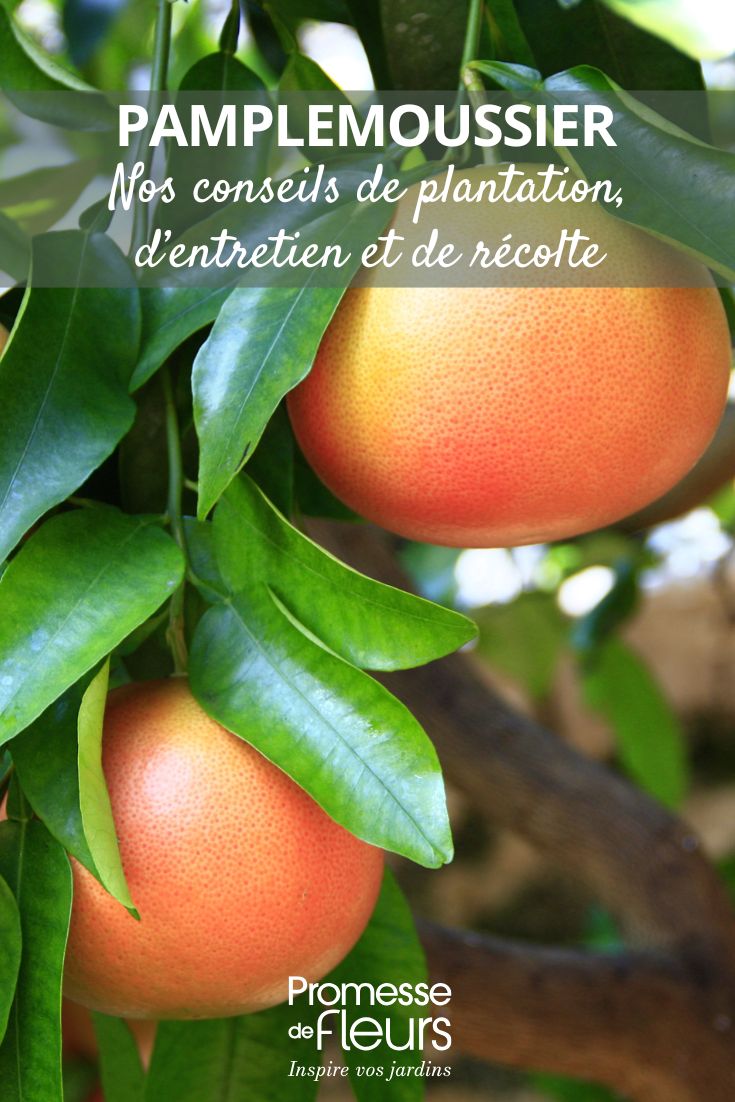 culture du pamplemousse