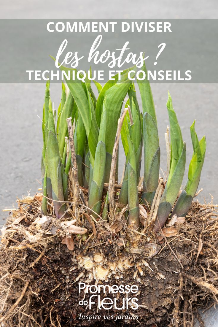 division d'un hosta