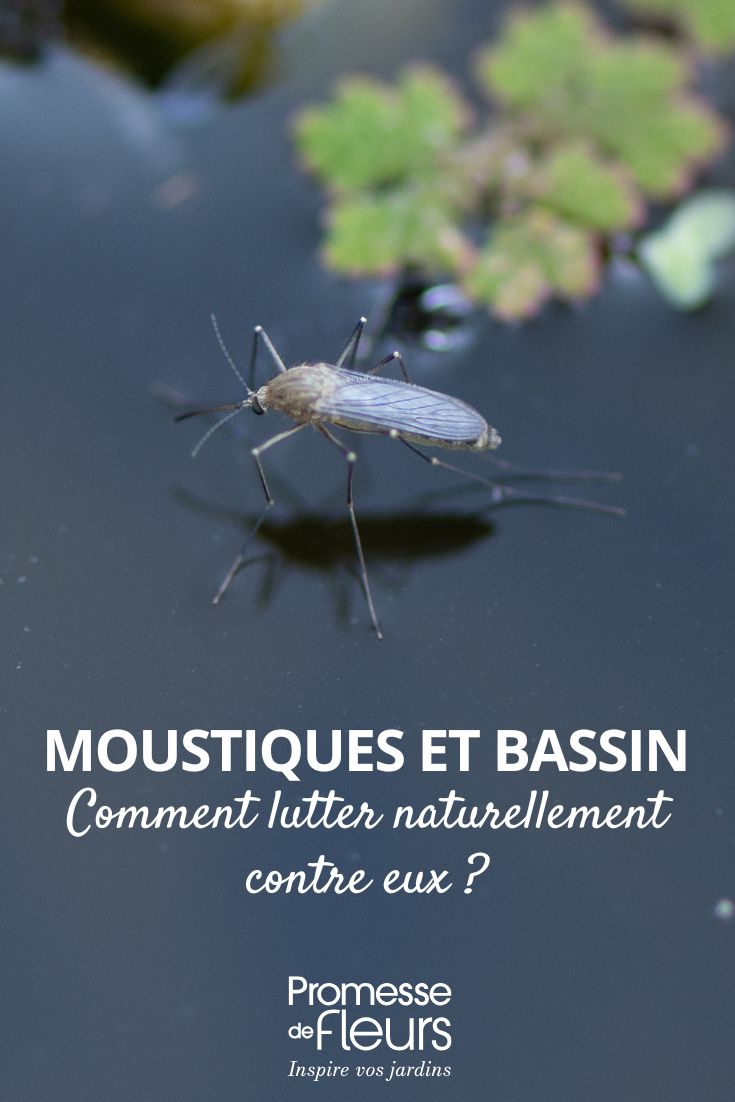 moustiques et bassin