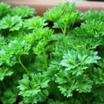 Comment semer le persil ?