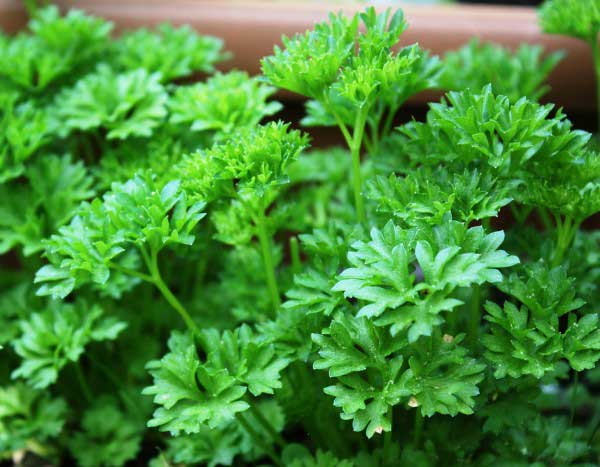 Comment semer le persil ?