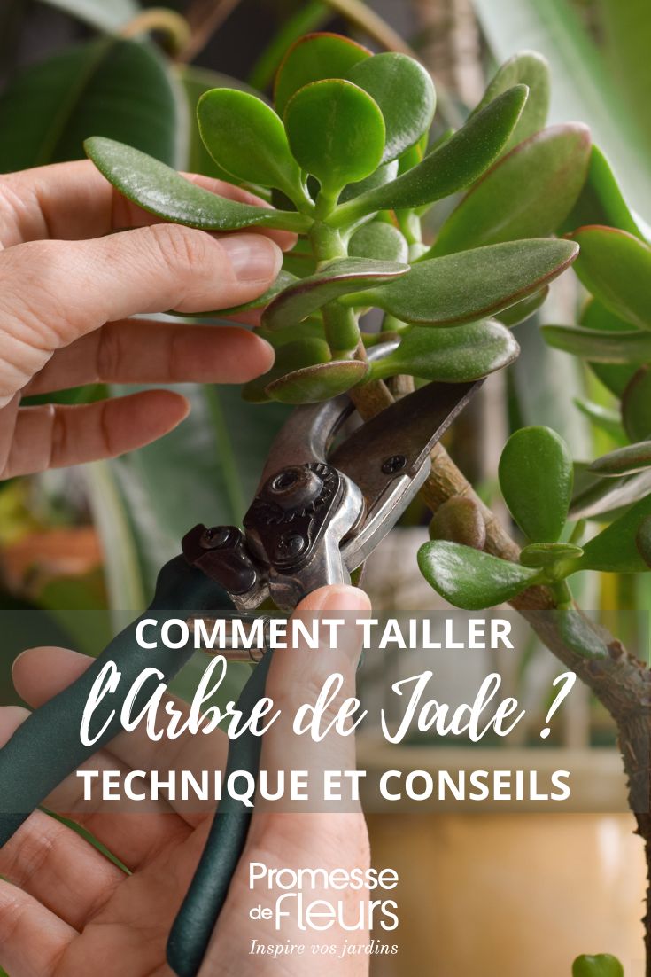 taille de l'arbre de jade